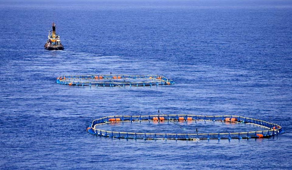 Ein Schlepper zieht die Transportnetze zur Thunfischfarm. Dort werden die jungen Fische bis zur Marktreife gemästet