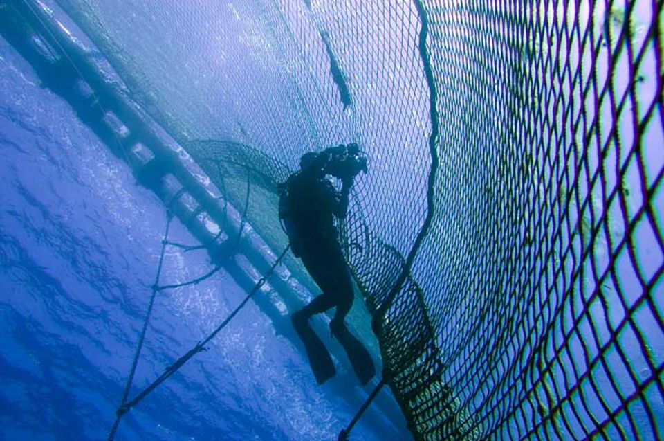 Ein Taucher von Greenpeace dokumentiert mit der Videokamera den Abtansport von Blauflossen-Thunfischen im Netzkäfig
