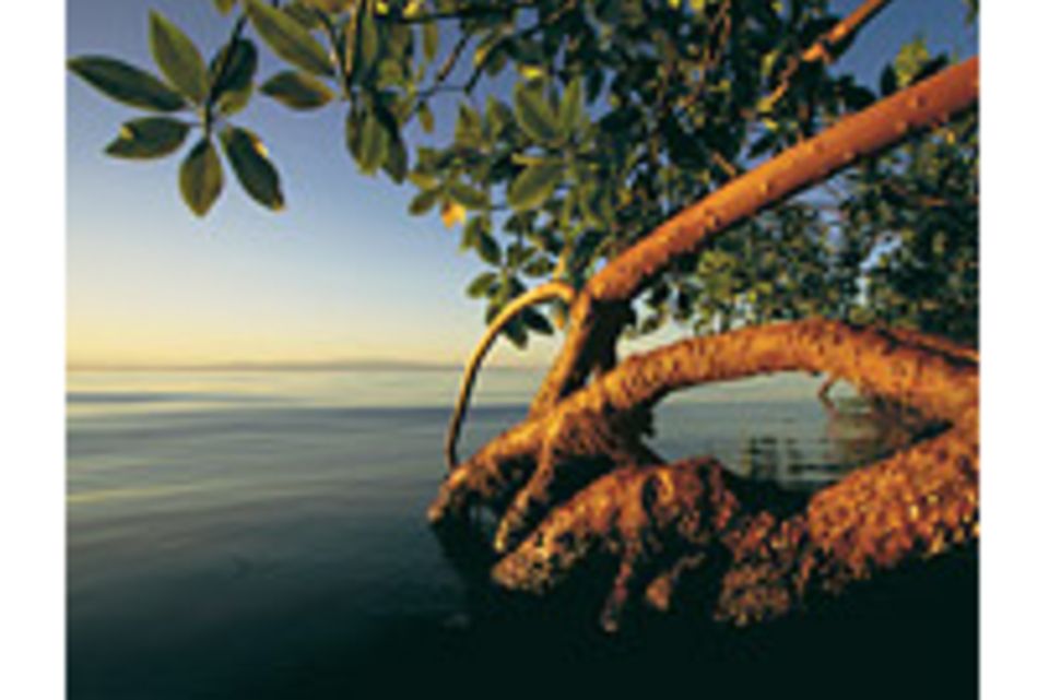 Mangroven: Lebenskünstler zwischen Land und Meer