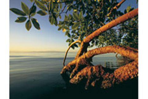 Mangroven: Lebenskünstler zwischen Land und Meer