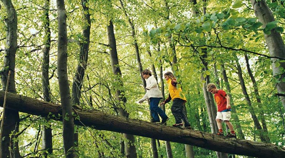 Höhenangst? Keine Spur! Auf einem umgefallenen Baumstamm im Wald macht das Kraxeln viel mehr Spaß als in der Turnhalle Höhenangst? Keine Spur! Auf einem umgefallenen Baumstamm im Wald macht das Kraxeln viel mehr Spaß als in der Turnhalle