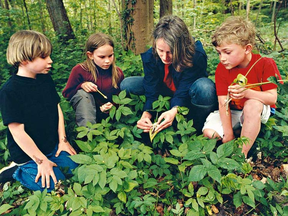 Biologin Sonja Fuhrmann erklärt Jonas, Nikolina und Tim den Aronstab. Die listige Pflanze lockt Insekten an und sperrt sie zum Bestäuben für eine Nacht in ihrer Blüte ein Biologin Sonja Fuhrmann erklärt Jonas, Nikolina und Tim den Aronstab. Die listige Pflanze lockt Insekten an und sperrt sie zum Bestäuben für eine Nacht in ihrer Blüte ein