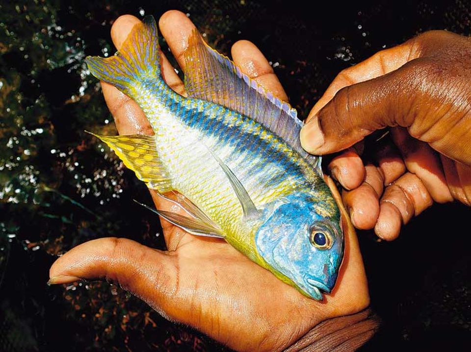 Der Malawisee bietet prächtige Landschaftsbilder und großen Fischreichtum. Die Alten sagen, dass sie nur an seinen Ufern glücklich und gesund leben können - sobald sie weggehen, befällt sie ein rätselhaftes "Fieber"