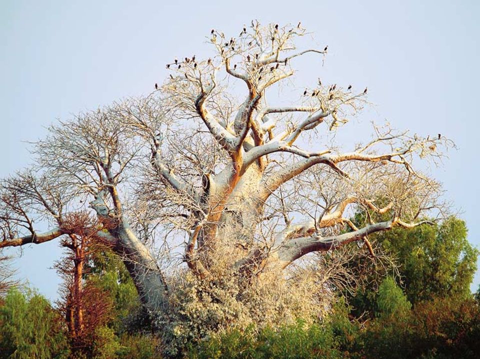 Auf einem mächtigen Baobab hat sich eine Kolonie Kormorane niedergelassen. In Trockenperioden trägt der Baum kein Laub, erst zur Regenzeit treibt er aus. Eine afrikanische Legende besagt, der Teufel habe ihn verkehrtherum wachsen lassen - weil das Geäst wie Wurzelgeflecht aussieht