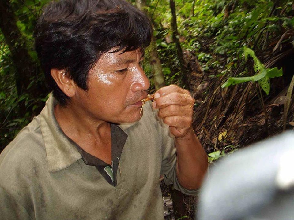 Lecker! Die Käferlarve Chonta Curo schmeckt auch roh Lecker! Die Käferlarve Chonta Curo schmeckt auch roh