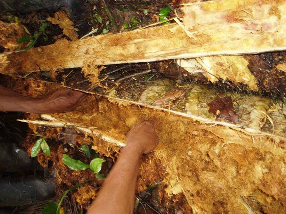 Eine aufgeschnittene Chontaplame wird nach Käferlarven, den Chonta Curos, durchsucht Eine aufgeschnittene Chontaplame wird nach Käferlarven, den Chonta Curos, durchsucht