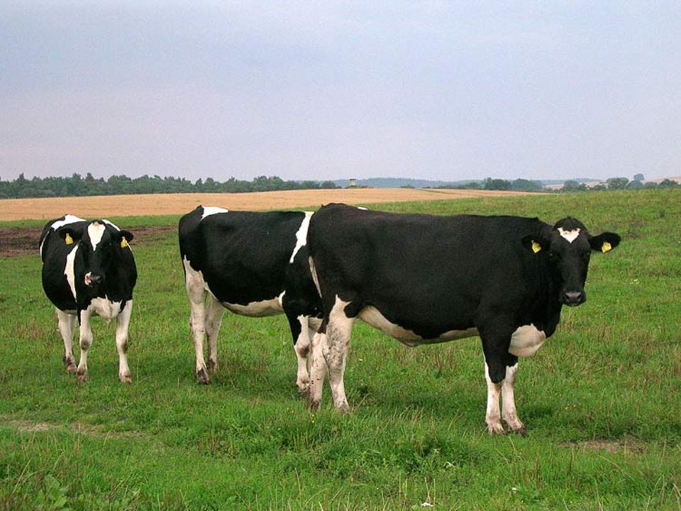 Siegel: Kühe bekommen auf dem Bio-Hof nur ökologisch produziertes Futter