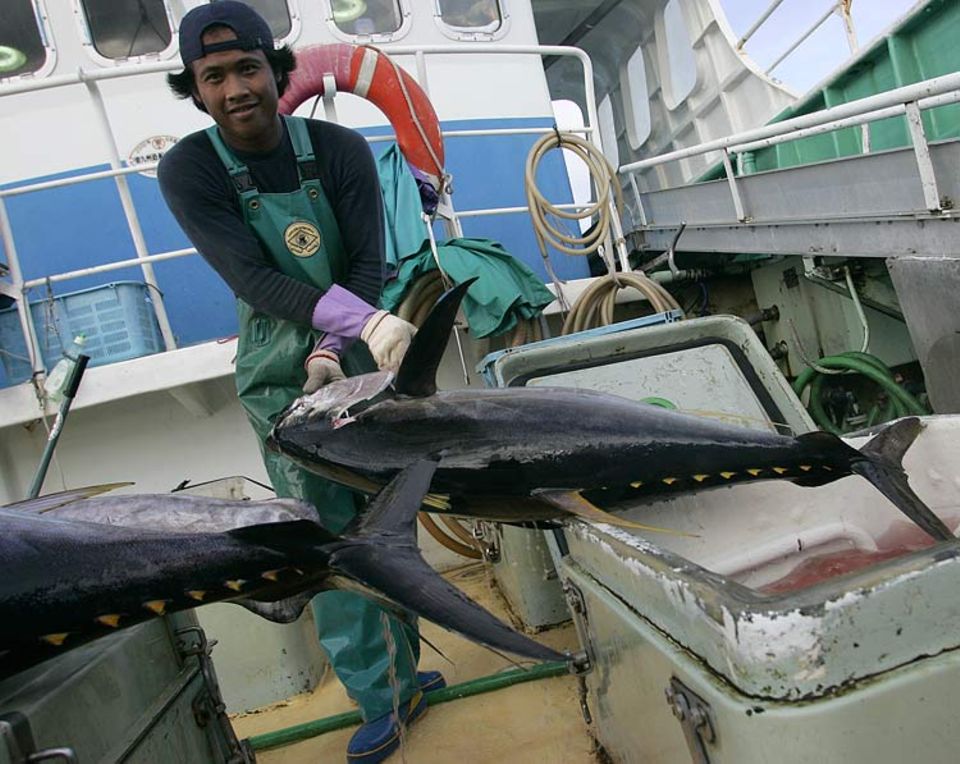 Geschätzte und gefährdete Beute: ein Großaugen-Tunfisch an Bord des japanischen Fischereibootes "Keisei Maru No.53" Geschätzte und gefährdete Beute: ein Großaugen-Tunfisch an Bord des japanischen Fischereibootes "Keisei Maru No.53"
