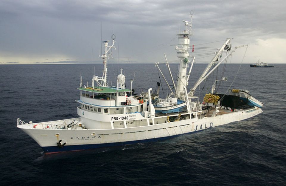 Besonders effizient: Ringwadennetz-Fischerei (hier ein japanisches Schiff) Besonders effizient: Ringwadennetz-Fischerei (hier ein japanisches Schiff)
