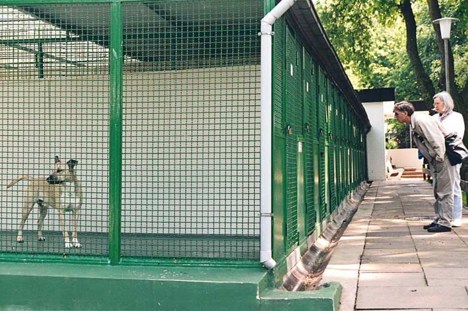 Manchmal wird es in den Käfigen des Hamburger Tierheims eng. Trotzdem geben die Pfleger die Hunde erst dann her, wenn sie sich überzeugt haben, dass sich die neuen Besitzer gut um die Tiere kümmern