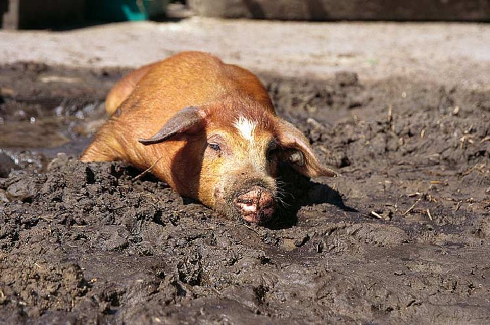 Glücksschwein: Der Schweinestall von Ferkel Selma ist mit Stroh gepolstert. Im Garten davor hat es einen Schlammpool und viel Platz zum Spielen Glücksschwein: Der Schweinestall von Ferkel Selma ist mit Stroh gepolstert. Im Garten davor hat es einen Schlammpool und viel Platz zum Spielen