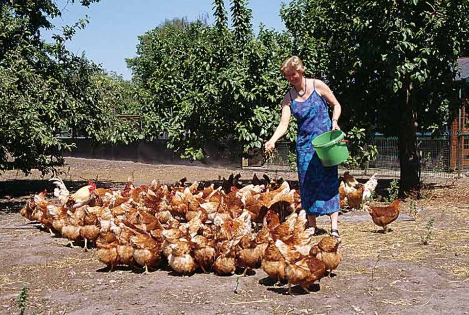 Die Hennen drängen sich um Bäuerin Agnes Timmermann. Sie wissen: Gleich gibt es frisches Futter. Zum Eierlegen staksen die Tiere in den Stall zurück- dafür brauchen sie ihre Ruhe Die Hennen drängen sich um Bäuerin Agnes Timmermann. Sie wissen: Gleich gibt es frisches Futter. Zum Eierlegen staksen die Tiere in den Stall zurück- dafür brauchen sie ihre Ruhe