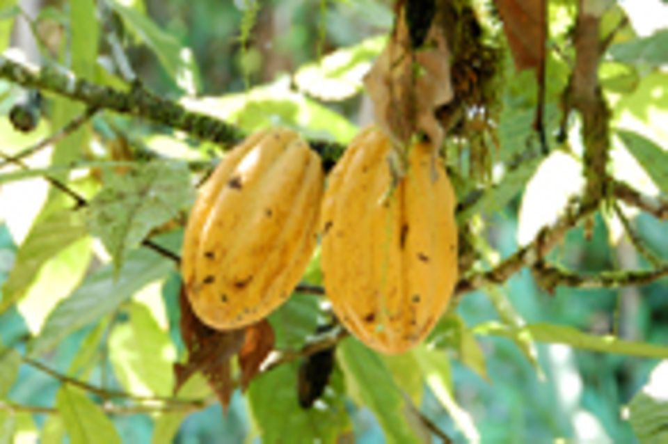 Cacao Nacional - schwarzes Gold aus dem Regenwald von Ecuador