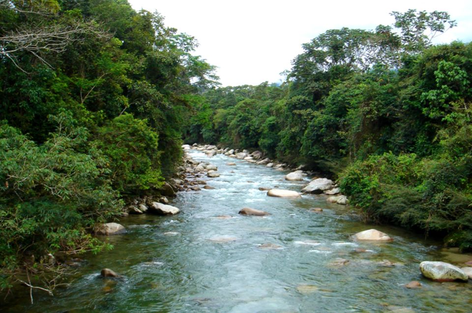 Cacao Nacional - schwarzes Gold aus dem Regenwald von Ecuador Cacao Nacional - schwarzes Gold aus dem Regenwald von Ecuador