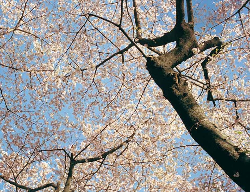 Man muss kein Visionär sein, um in Japan blühende Landschaften zu sehen: Allein in Tokio stehen rund 140 000 Kirschbäume, von denen jeder im Frühjahr etwa 350 000 Blüten trägt Man muss kein Visionär sein, um in Japan blühende Landschaften zu sehen: Allein in Tokio stehen rund 140 000 Kirschbäume, von denen jeder im Frühjahr etwa 350 000 Blüten trägt