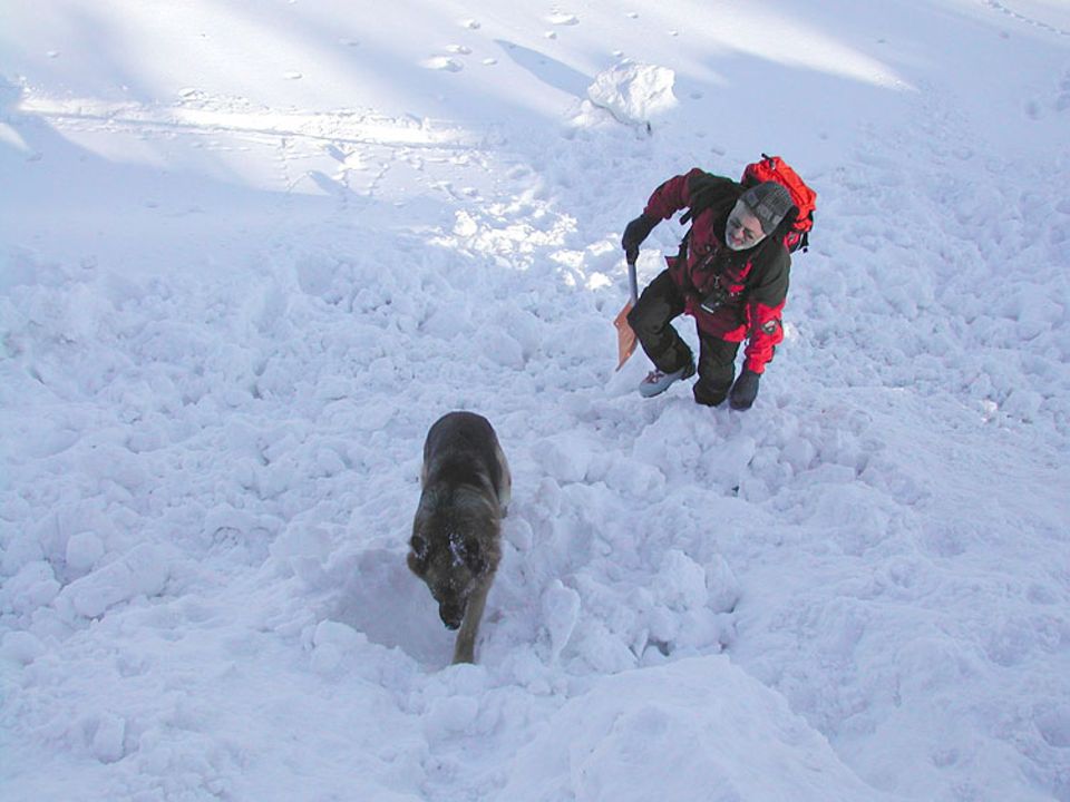 Lawinenhunde: Amor beim Training. Ob er schon eine Witterung aufgenommen hat? Lawinenhunde: Amor beim Training. Ob er schon eine Witterung aufgenommen hat?