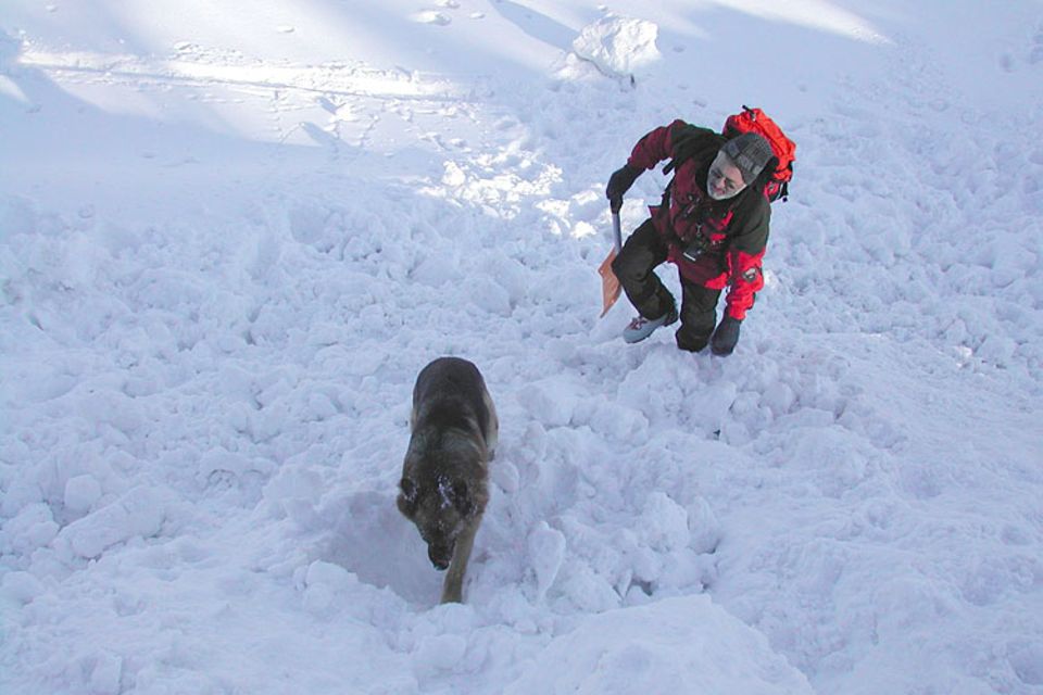 Tiere: Welpe im Rettungshund-Training