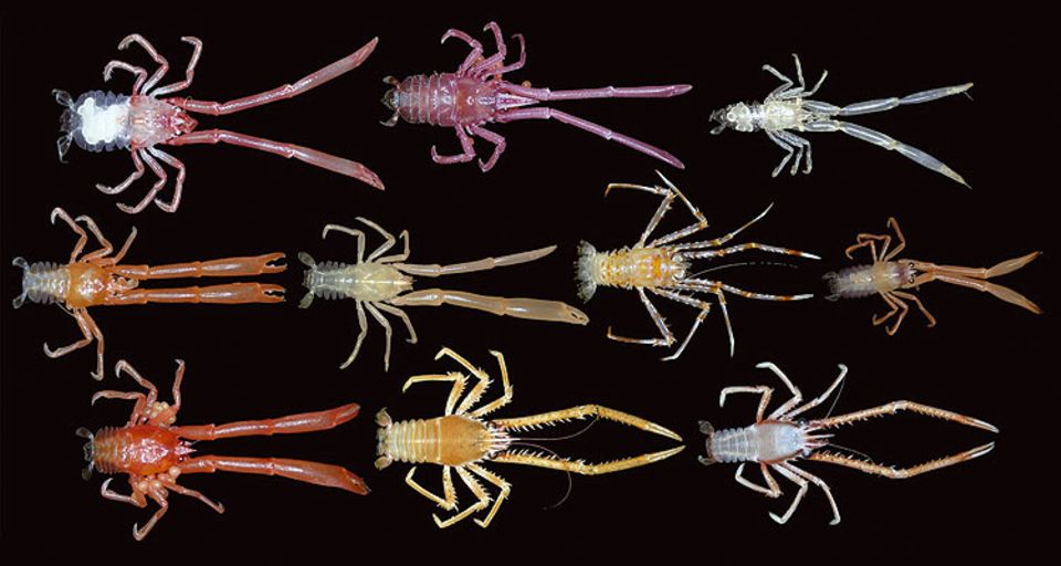 Eine Vielzahl von Krebsen der Gattungen Galatheidae und Chirostylidae - darunter auch neue Arten - fingen Wissenschaftler nördlich von Neuseeland