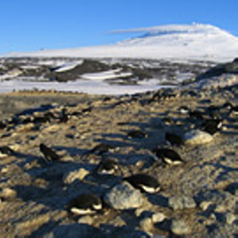 Lava, die auf Gletscher fällt