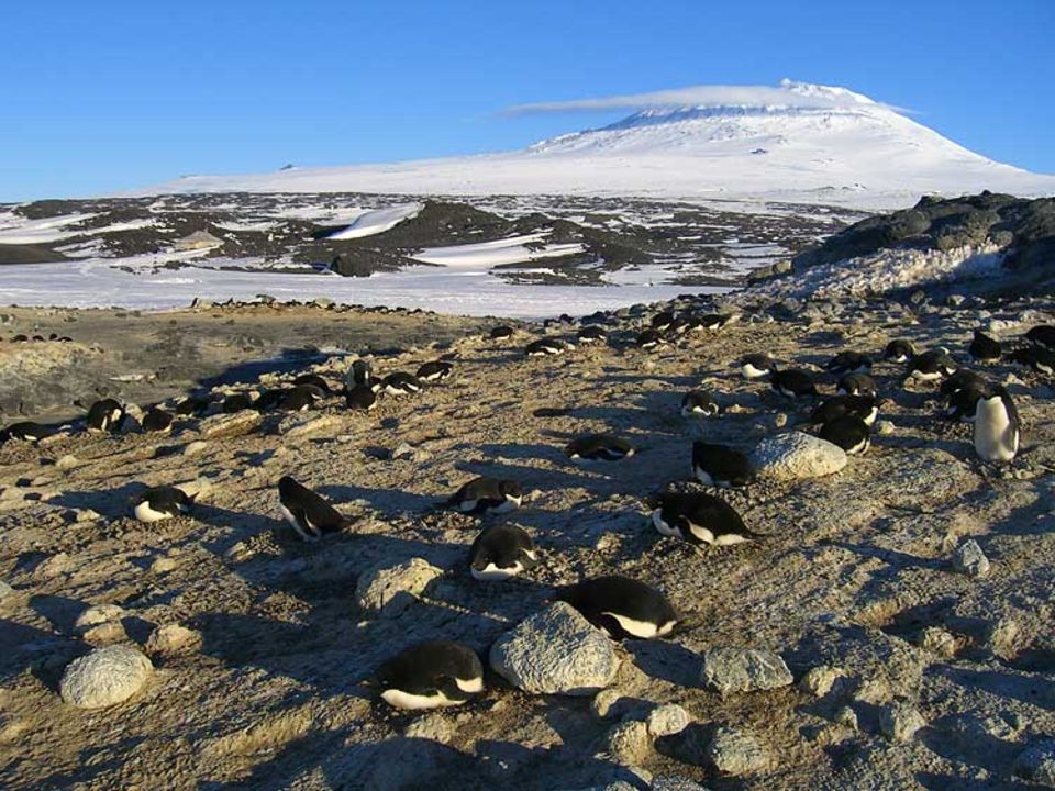 Treffpunkt Vulkan: Am Fuß des Mt. Erebus, am Cape Royds, liegt die südlichste Pinguin-Kolonie der Welt. 4000 Adélie-Paare kommen jedes Jahr im Sommer zum Brüten hierher