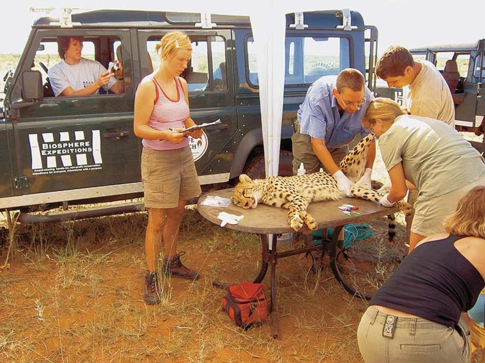 So nah kommt man den Wildkatzen auf einer rundreise nie: Helfer der Organisation "Biosphere Expeditions" bei der Untersuchung eines betäubten Geparden in Namibia So nah kommt man den Wildkatzen auf einer rundreise nie: Helfer der Organisation "Biosphere Expeditions" bei der Untersuchung eines betäubten Geparden in Namibia