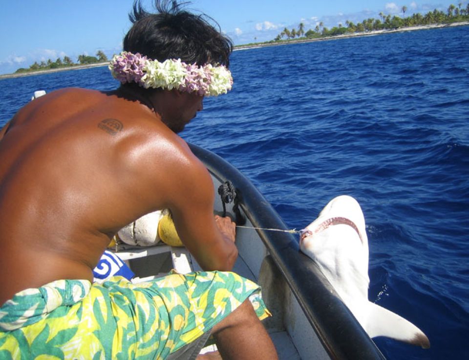 Gaspard, ein Einheimischer des Rangiroa Atolls, hat versehentlich einen Haifisch am Haken. Eigentlich hat er es auf kleinere Fische abgesehen Gaspard, ein Einheimischer des Rangiroa Atolls, hat versehentlich einen Haifisch am Haken. Eigentlich hat er es auf kleinere Fische abgesehen