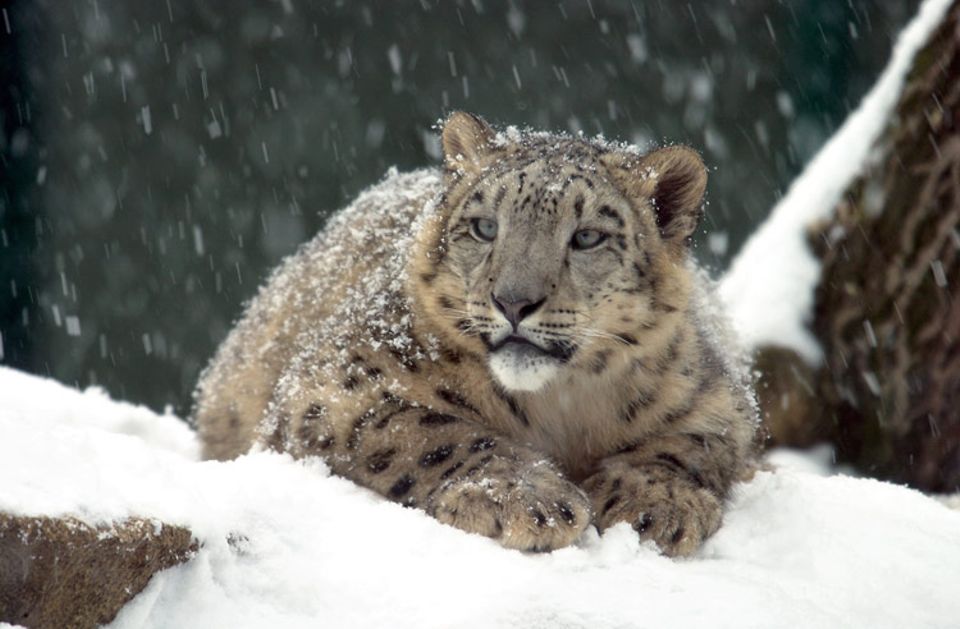 Schneeleoparden lauern ihren Beutetieren aus dem Hinterhalt auf. Eine lange Jagd wäre in den steilen Hängen zu gefährlich und würde zu viel Kraft kosten Schneeleoparden lauern ihren Beutetieren aus dem Hinterhalt auf. Eine lange Jagd wäre in den steilen Hängen zu gefährlich und würde zu viel Kraft kosten