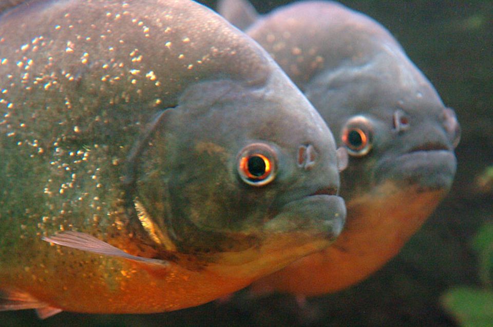 Rote Piranhas sind - zu Unrecht, wie unser Autor meint - berüchtigte Räuber Rote Piranhas sind - zu Unrecht, wie unser Autor meint - berüchtigte Räuber