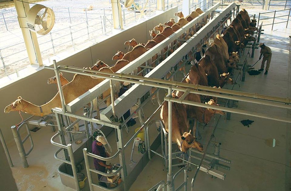 Kameldamen sind Diven - an einem passenden Melkstand für sie mussten Experten jahrelang tüfteln. Erst seit wenigen Monaten ist die weltweit Kameldamen sind Diven - an einem passenden Melkstand für sie mussten Experten jahrelang tüfteln. Erst seit wenigen Monaten ist die weltweit