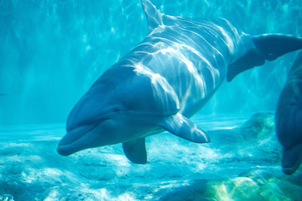 Meeressäugetiere: Der Große Tümmler unterscheidet sich durch seine Größe, die kurze Schnauze und die blau-graue Rückenfärbung von anderen Delfinarten