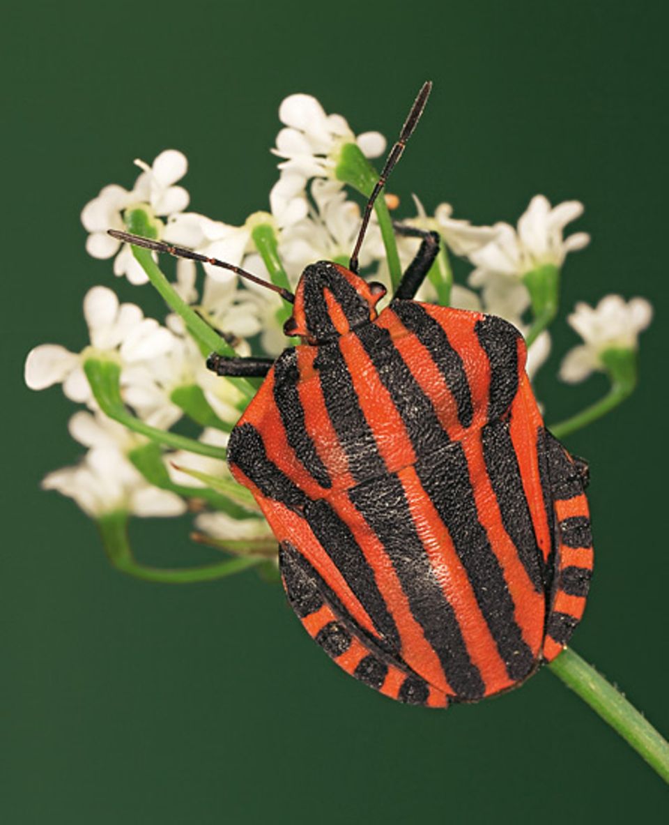 Heteroptera: Auch in Deutschland heimisch: Die auffälligen Streifenwanzen werden nur rund einen Zentimeter lang