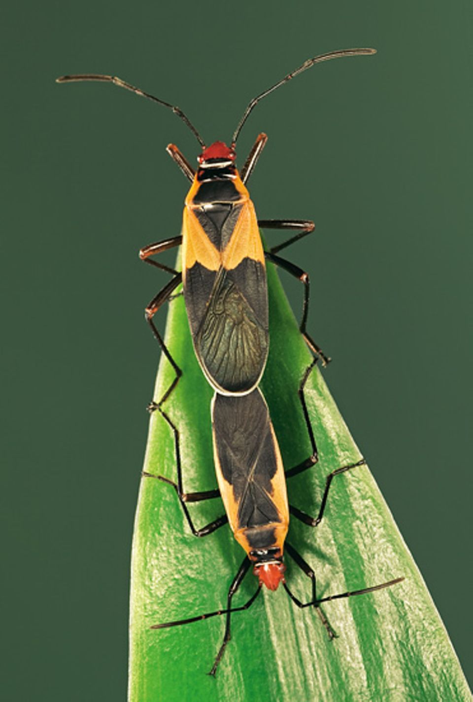 Heteroptera: Die Paarung läuft bei den Wanzen sehr unterschiedlich ab: Bei einigen Arten locken die Männchen mit Duftwolken, bei anderen springen sie ohne Vorwarnung auf die Weibchen