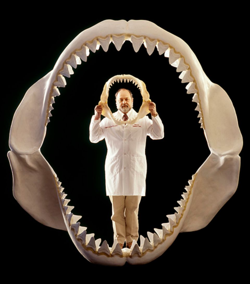 In der Wissenschaft sind noch viele Fragen bezüglich des Weißen Hais offen. Durch Sender an den Flossen der Tiere versuchen Forscher diese zu beantworten In der Wissenschaft sind noch viele Fragen bezüglich des Weißen Hais offen. Durch Sender an den Flossen der Tiere versuchen Forscher diese zu beantworten
