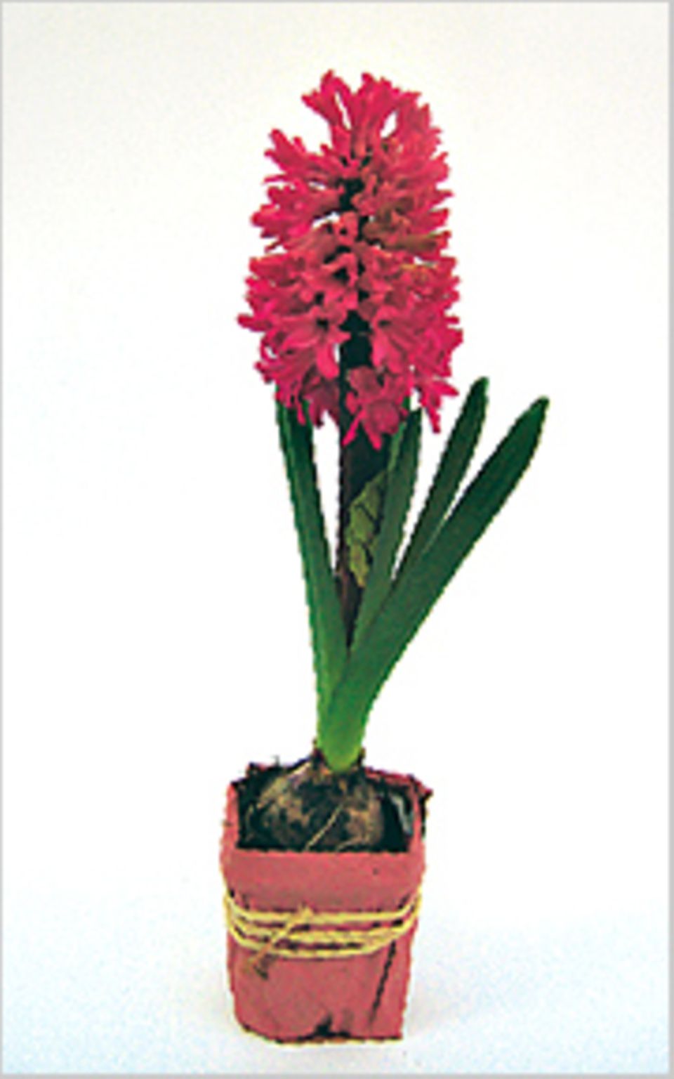 Frühlingsblumen: Die Blume ist in ihrer vollen Pracht erblüht - am 10. Tag Frühlingsblumen: Die Blume ist in ihrer vollen Pracht erblüht - am 10. Tag