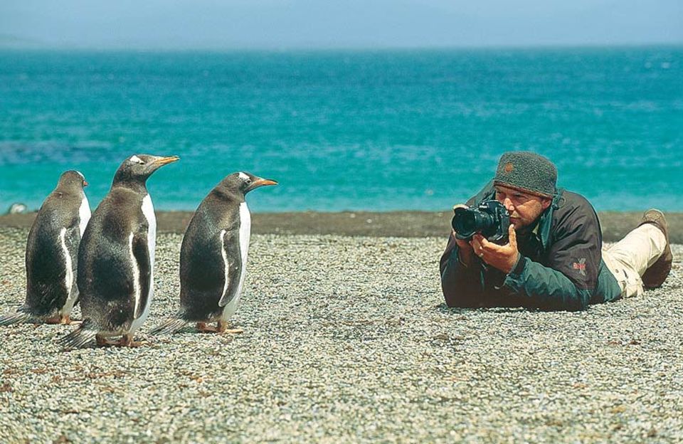 Pinguine sind ähnlich neugierig wie Menschen. Wenn der Fotograf auf Augenhöhe näher kam, beobachteten sie ihn besonders genau Pinguine sind ähnlich neugierig wie Menschen. Wenn der Fotograf auf Augenhöhe näher kam, beobachteten sie ihn besonders genau