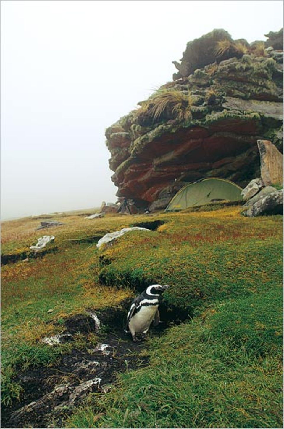 Unter einem Felsvorsprung richtete Zankl sein Zuhause ein. Für Wochen wohnte er neben einigen Magellan-Pinguinen, die dort ihre Nester hatten Unter einem Felsvorsprung richtete Zankl sein Zuhause ein. Für Wochen wohnte er neben einigen Magellan-Pinguinen, die dort ihre Nester hatten