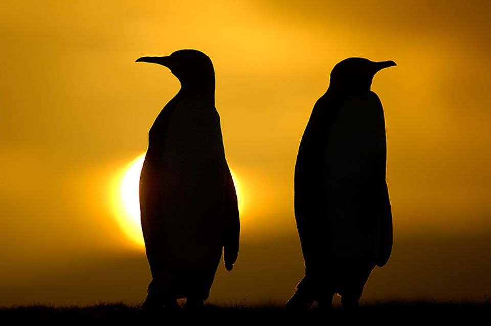 Foto mit Seltenheitswert: Königspinguine im Abendlicht Foto mit Seltenheitswert: Königspinguine im Abendlicht