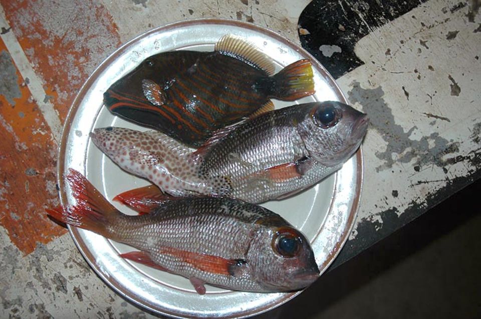 Diese Fische hat alle Luisa gefangen Diese Fische hat alle Luisa gefangen