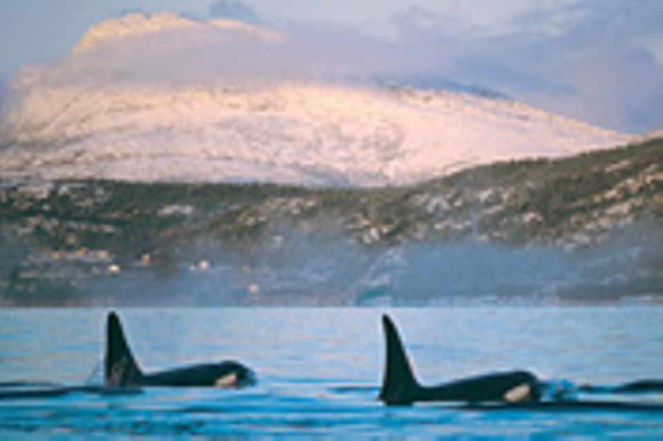 Norwegen: Ein Ohr für die Orcas