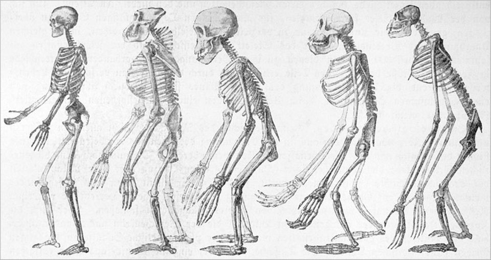 Darwin fand heraus, dass wir Menschen mit den Affen gemeinsame Vorfahren haben. Von rechts nach links: Gibbon, Orangutan, Schimpanse, Gorilla, Mensch