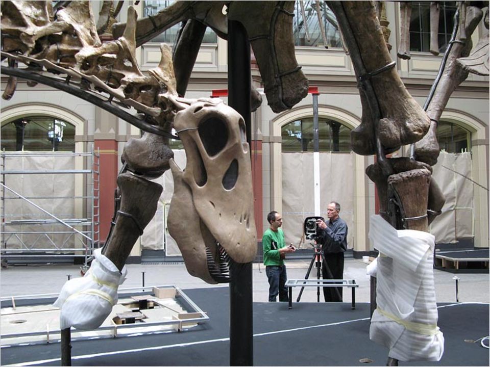 Hans Hansen dokumentiert die Montage der Dinosaurier im Lichthof. Der Hamburger Fotograf gewann im Zuge seiner Arbeit bei den Kustoden so viel Vertrauen, dass er sich im Museum frei bewegen konnte - bei Tag und Nacht