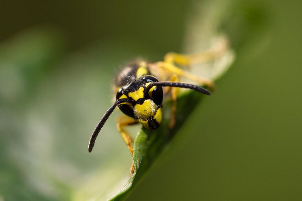 Wespen: In diesem Sommer gibt es besonders viele Wespen