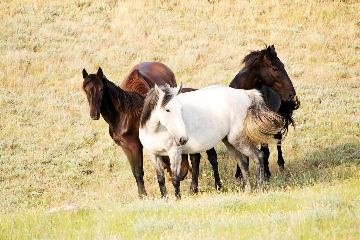 Pferde: Mustangs - Amerikas Wildpferde
