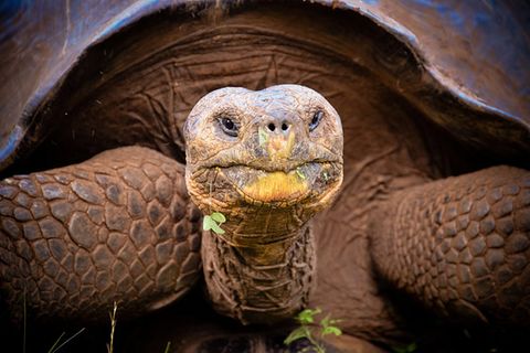 Schildkröte