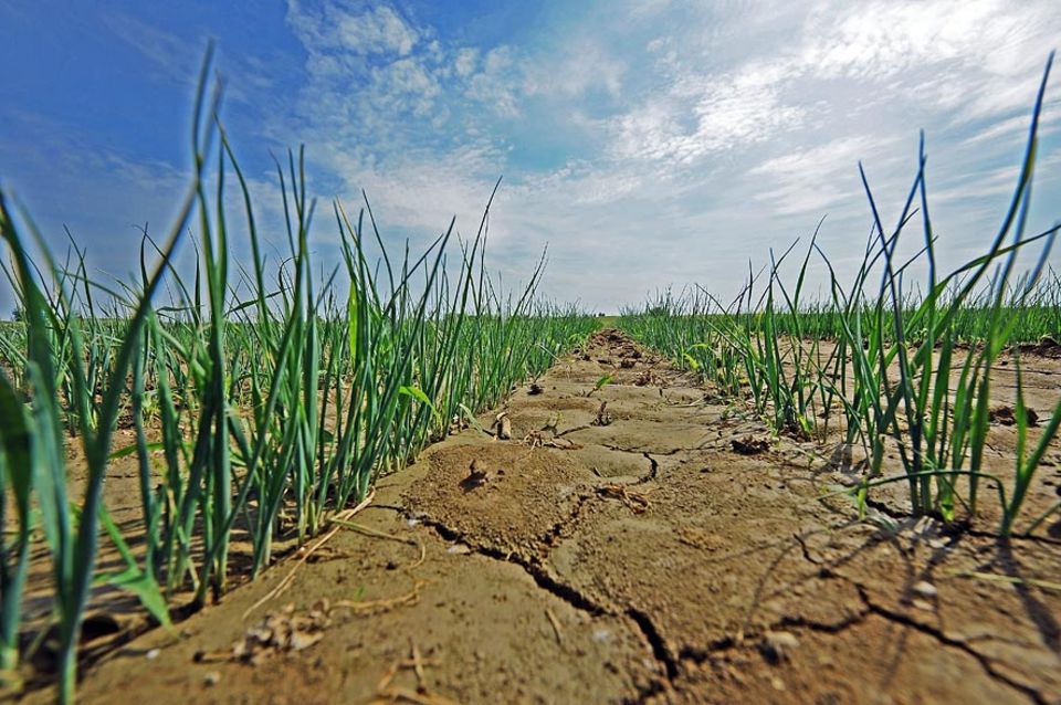 3. Global Soil Week: Dürre in Frankreich (2011): Emissionen aus der Landwirtschaft tragen zum Klimawandel bei. Und die Landwirtschaft leidet unter dem Klimawandel