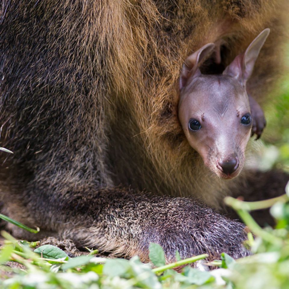 Tiere: Australier nennen alle Känguru-Jungen "Joey"