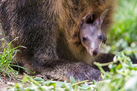 Tiere: Australier nennen alle Känguru-Jungen "Joey"
