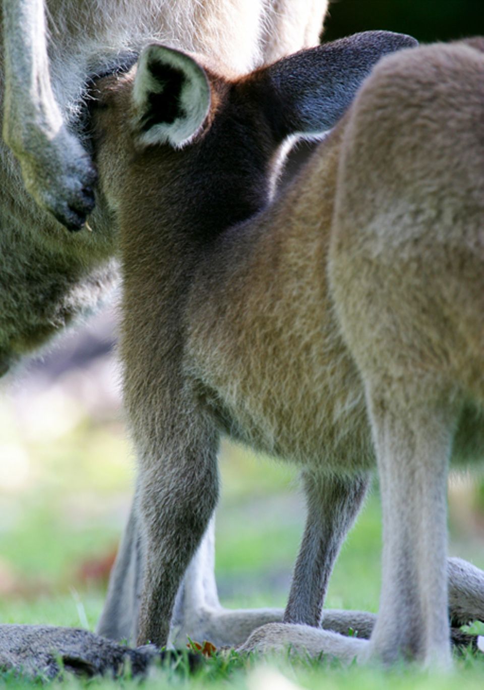 Tiere: Wenn die Känguru-Kinder älter werden, passen sie bald nicht mehr in den Beutel ihrer Mutter