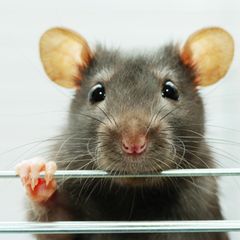 Maus, Feldmaus