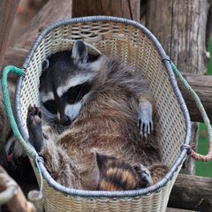 Waschbär, Bär